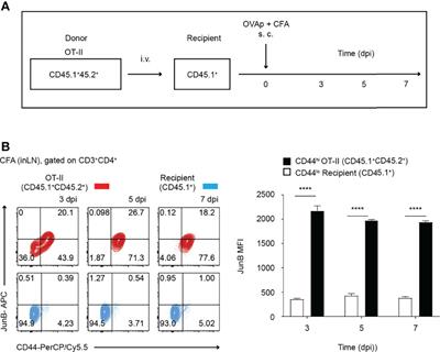 JunB Is Critical for Survival of T Helper Cells